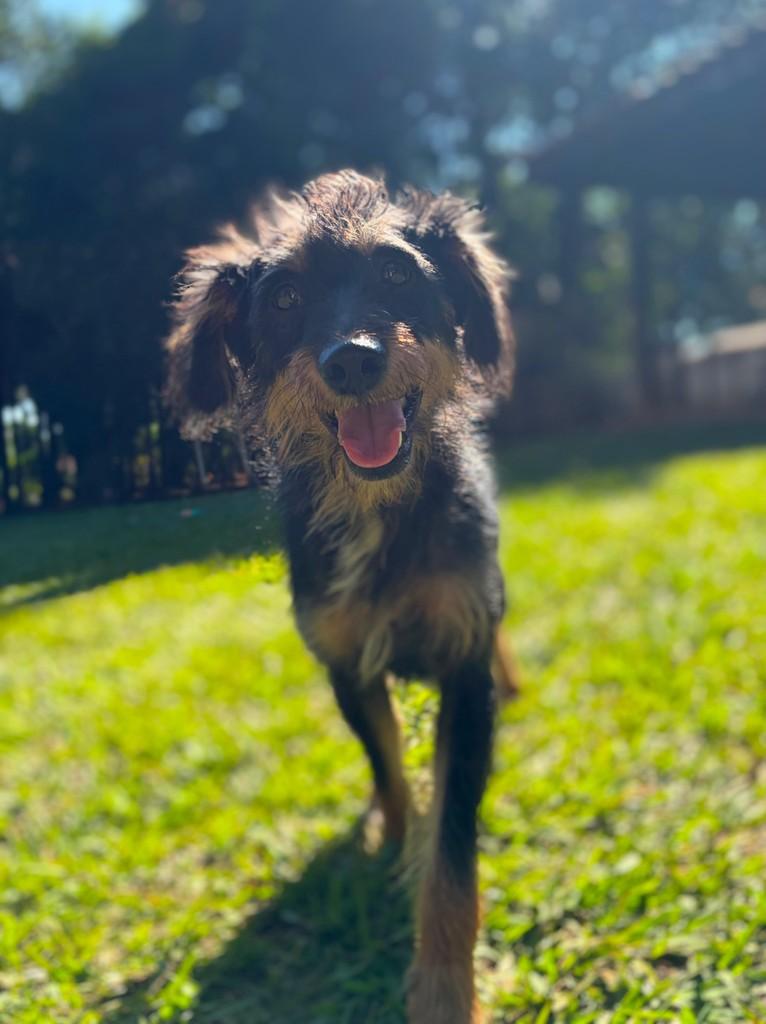 Liz, cadela de porte médio para adoção em Campinas - SP — foto 4 de 13