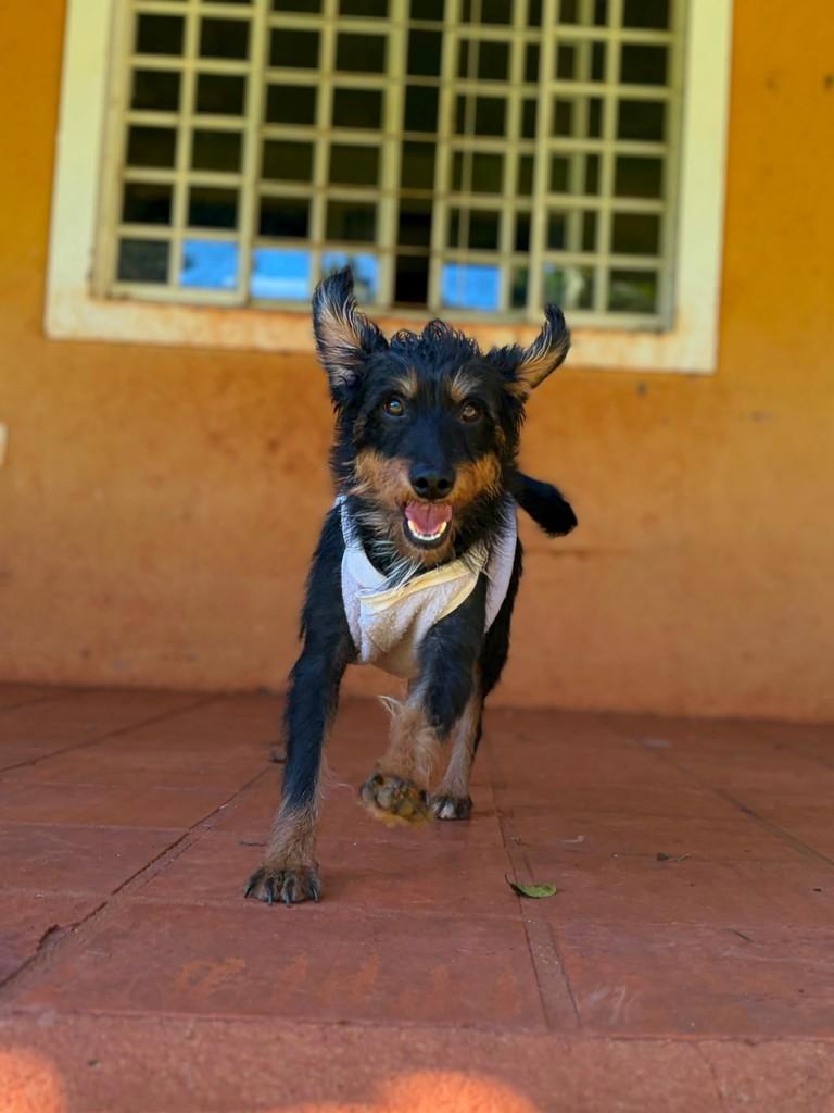 Liz, cadela de porte médio para adoção em Campinas - SP — foto 5 de 13