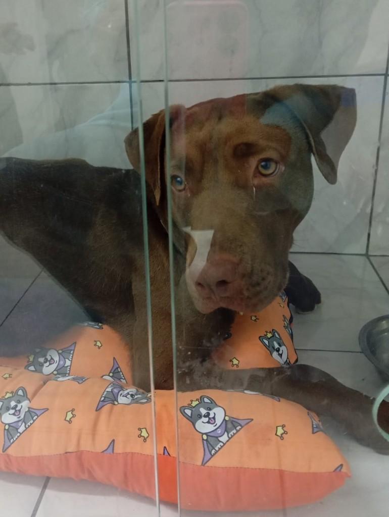 Milka, cadela de porte médio para adoção em Campinas - SP