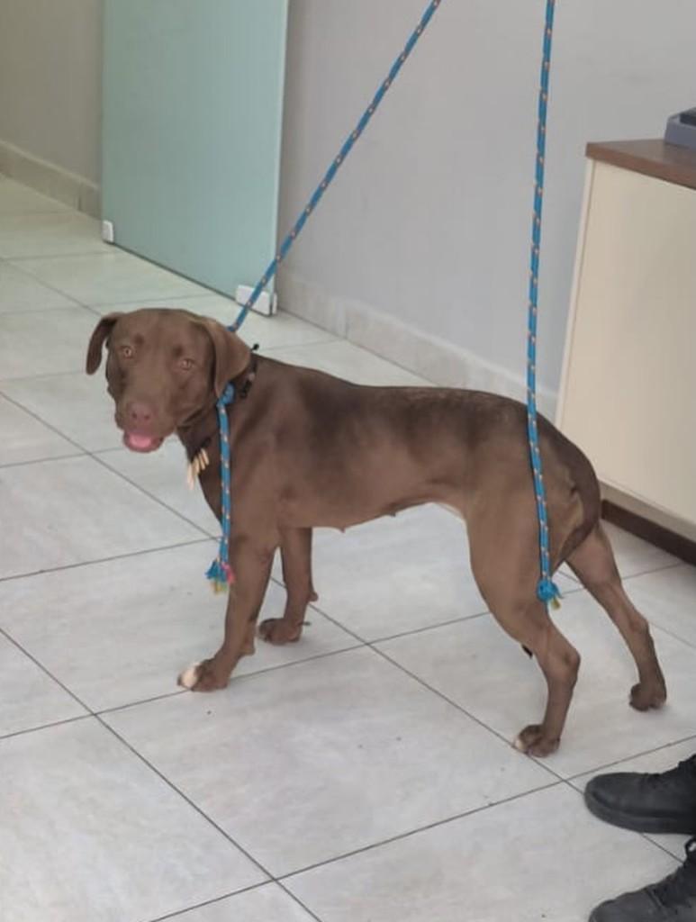 Milka, cadela de porte médio para adoção em Campinas - SP — foto 2 de 2