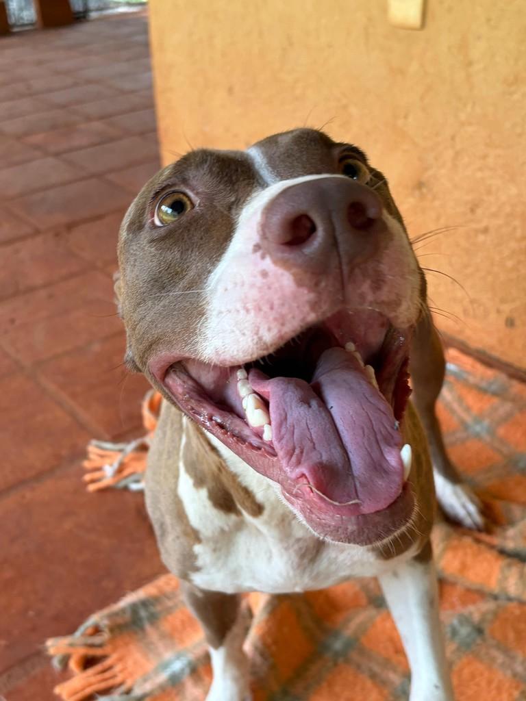 Mena, cadela de porte médio para adoção em Campinas - SP — foto 4 de 19