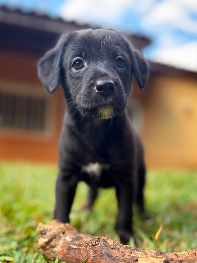 Rodolfo, cachorro de porte médio para adoção em Campinas - SP