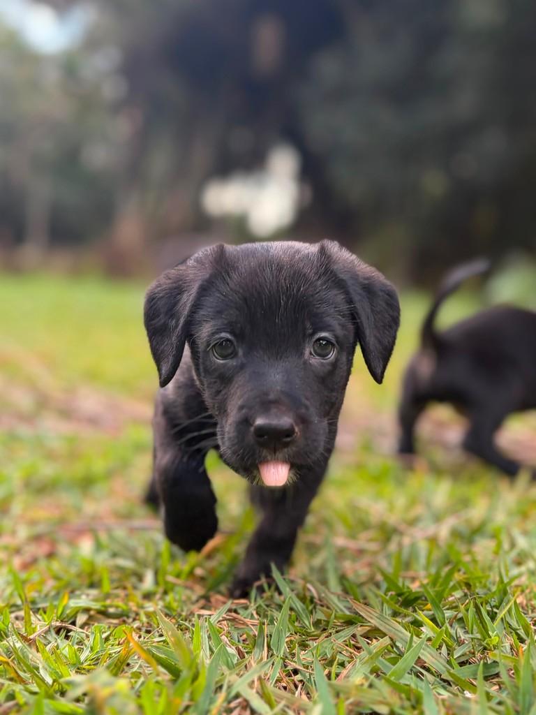 Rodolfo, cachorro de porte médio para adoção em Campinas - SP — foto 2 de 10