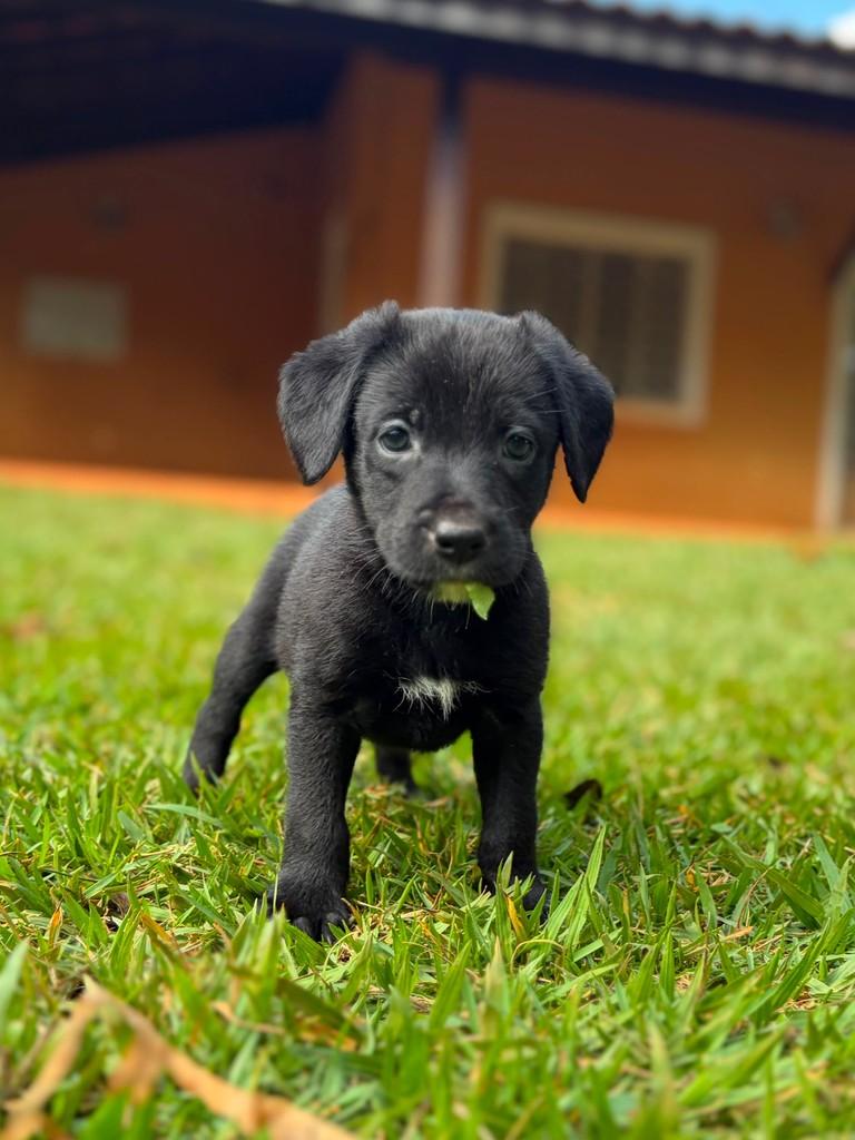 Rodolfo, cachorro de porte médio para adoção em Campinas - SP — foto 3 de 10