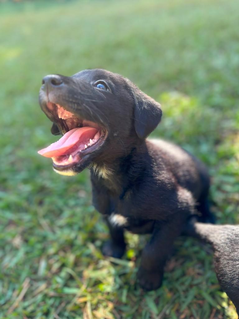 Rodolfo, cachorro de porte médio para adoção em Campinas - SP — foto 4 de 10