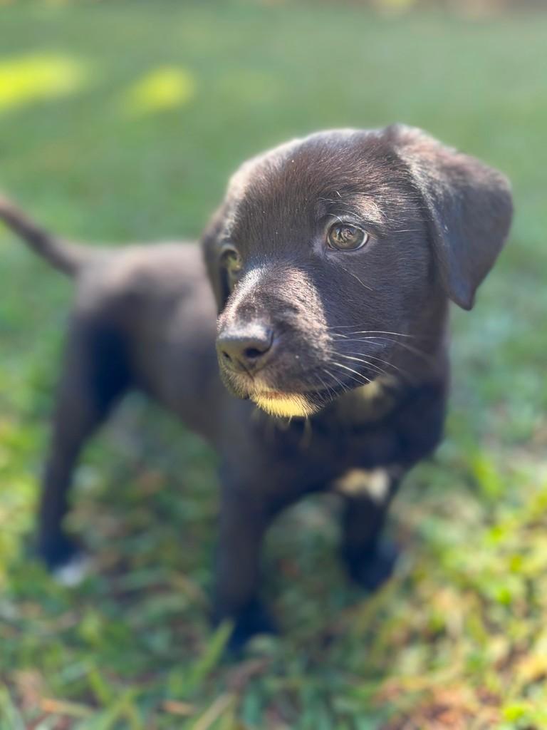 Rodolfo, cachorro de porte médio para adoção em Campinas - SP — foto 5 de 10