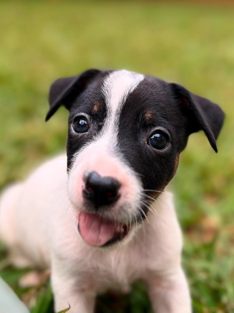 Roger, cachorro de porte pequeno para adoção em Campinas - SP