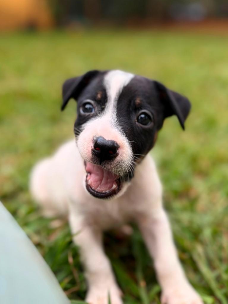 Roger, cachorro de porte pequeno para adoção em Campinas - SP — foto 2 de 5