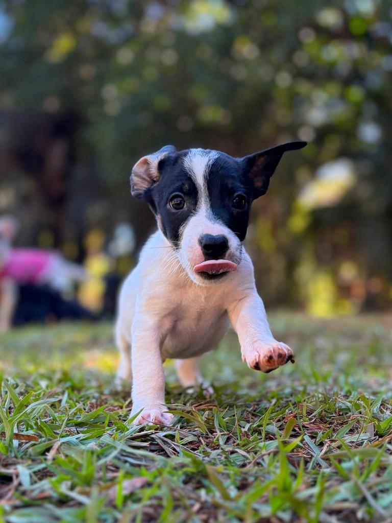 Roger, cachorro de porte pequeno para adoção em Campinas - SP — foto 3 de 5