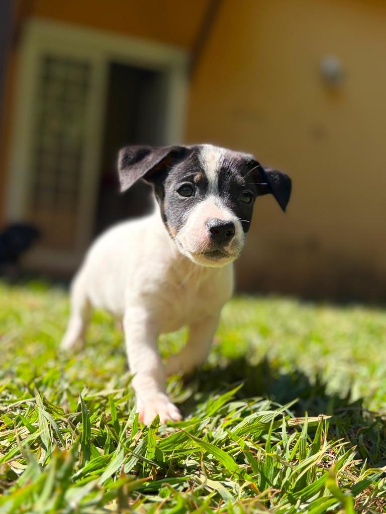 Roger, cachorro de porte pequeno para adoção em Campinas - SP — foto 4 de 5