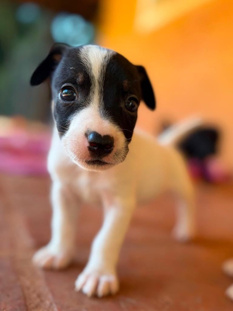 Roger, cachorro de porte pequeno para adoção em Campinas - SP — foto 5 de 5