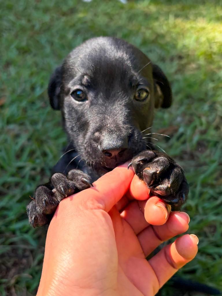 Remo, cachorro de porte pequeno para adoção em Campinas - SP