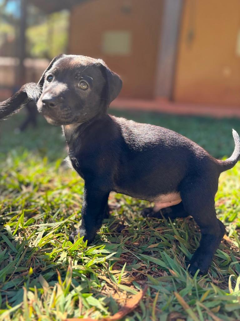 Remo, cachorro de porte pequeno para adoção em Campinas - SP — foto 2 de 5