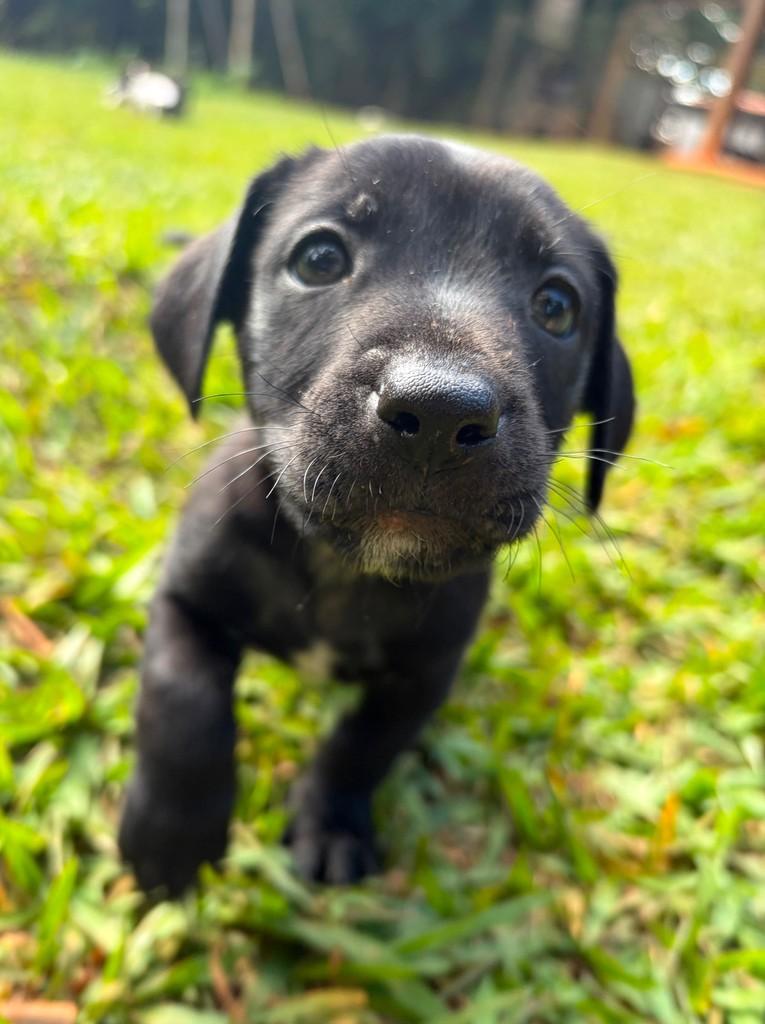 Remo, cachorro de porte pequeno para adoção em Campinas - SP — foto 3 de 5