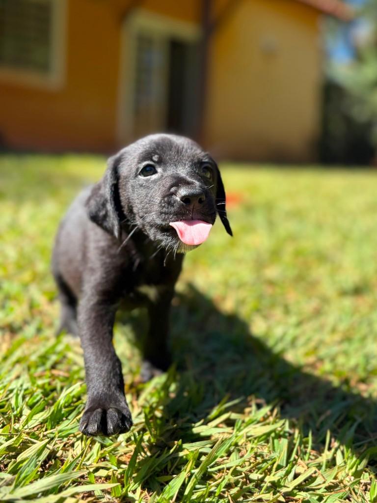 Remo, cachorro de porte pequeno para adoção em Campinas - SP — foto 4 de 5