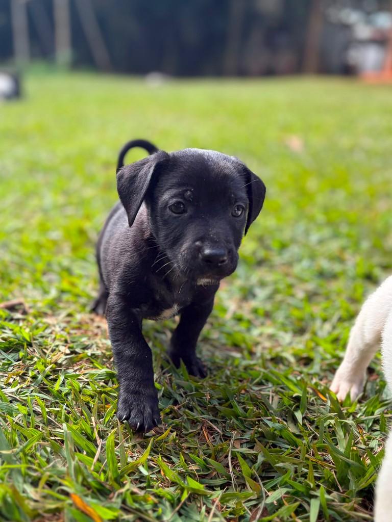 Remo, cachorro de porte pequeno para adoção em Campinas - SP — foto 5 de 5