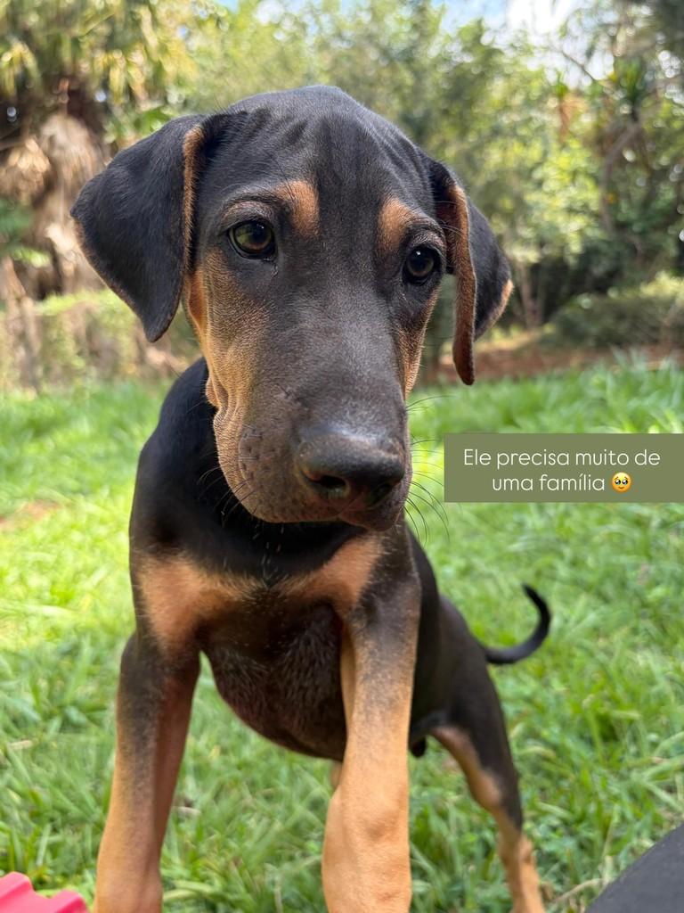 Tonhão, cachorro de porte médio para adoção em Campinas - SP
