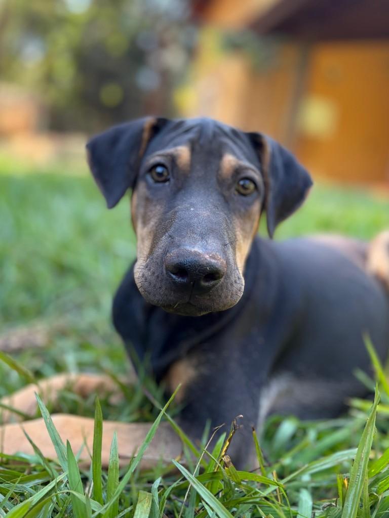 Tonhão, cachorro de porte médio para adoção em Campinas - SP — foto 2 de 11