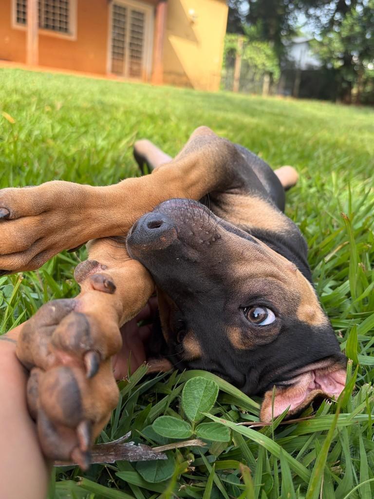 Tonhão, cachorro de porte médio para adoção em Campinas - SP — foto 3 de 11