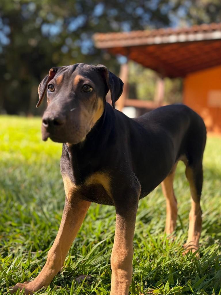 Tonhão, cachorro de porte médio para adoção em Campinas - SP — foto 4 de 11