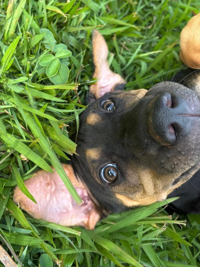 Tonhão, cachorro de porte médio para adoção em Campinas - SP — foto 5 de 11