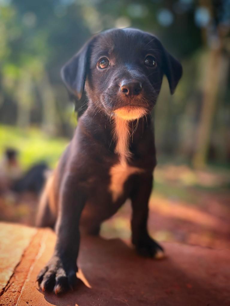 Rafiki, cachorro de porte médio para adoção em Campinas - SP