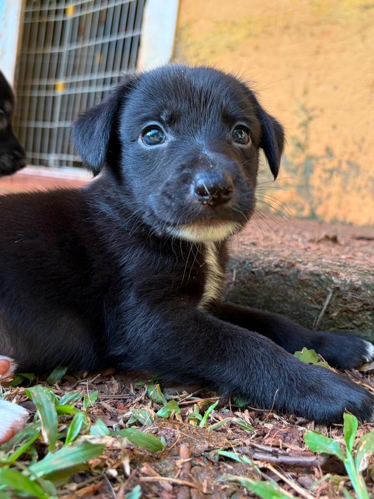 Rafiki, cachorro de porte médio para adoção em Campinas - SP — foto 2 de 10