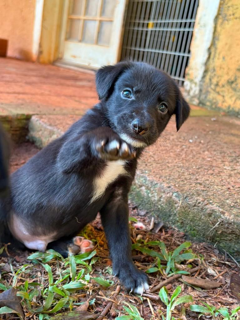 Rafiki, cachorro de porte médio para adoção em Campinas - SP — foto 3 de 10