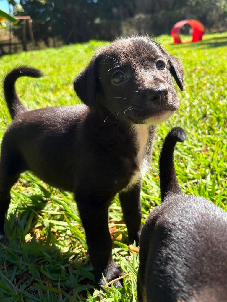 Rafiki, cachorro de porte médio para adoção em Campinas - SP — foto 4 de 10