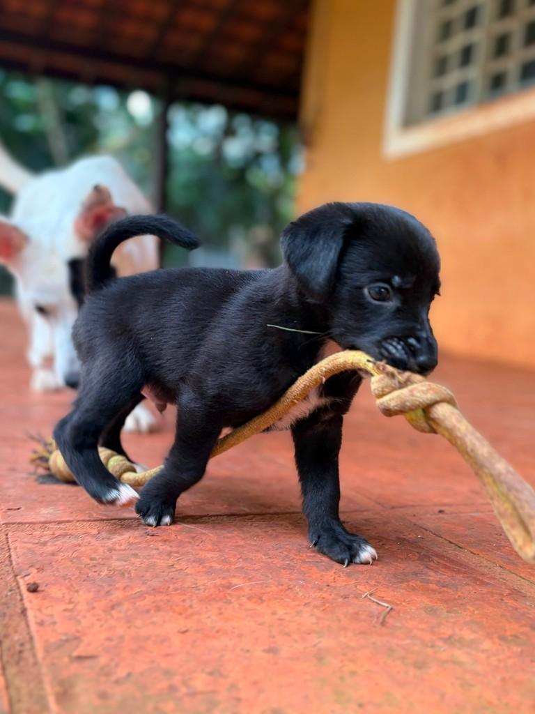 Rafiki, cachorro de porte médio para adoção em Campinas - SP — foto 5 de 10