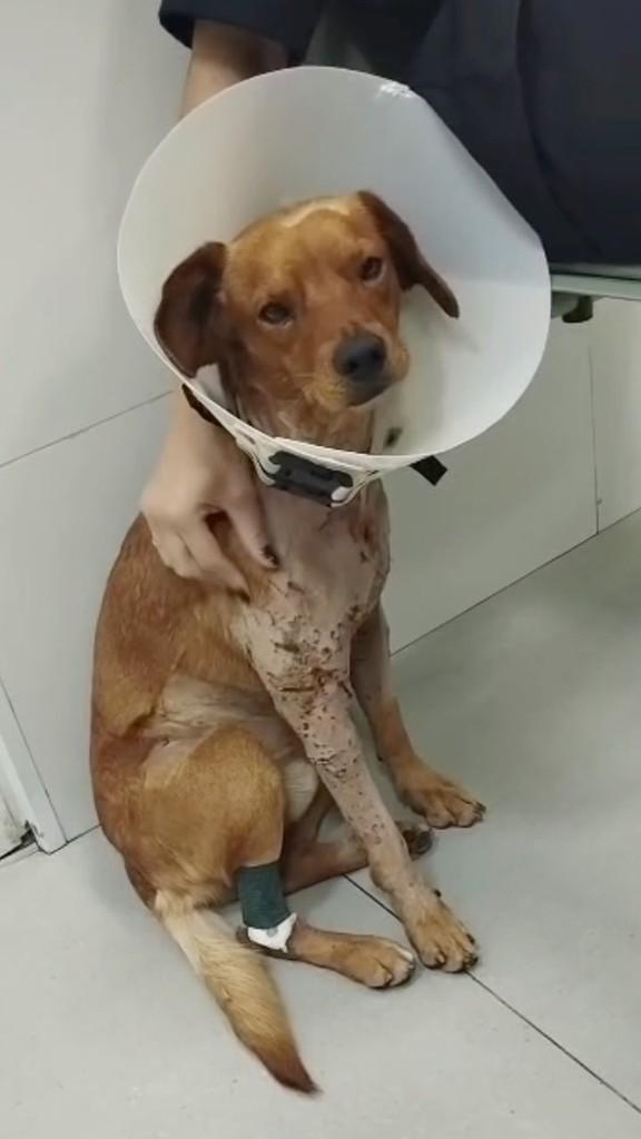 Dexter, cachorro de porte médio para adoção em Campinas - SP