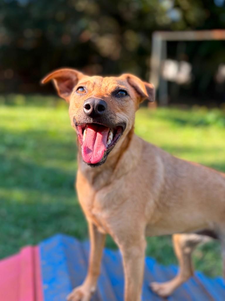Emily, cadela de porte médio para adoção em Campinas - SP