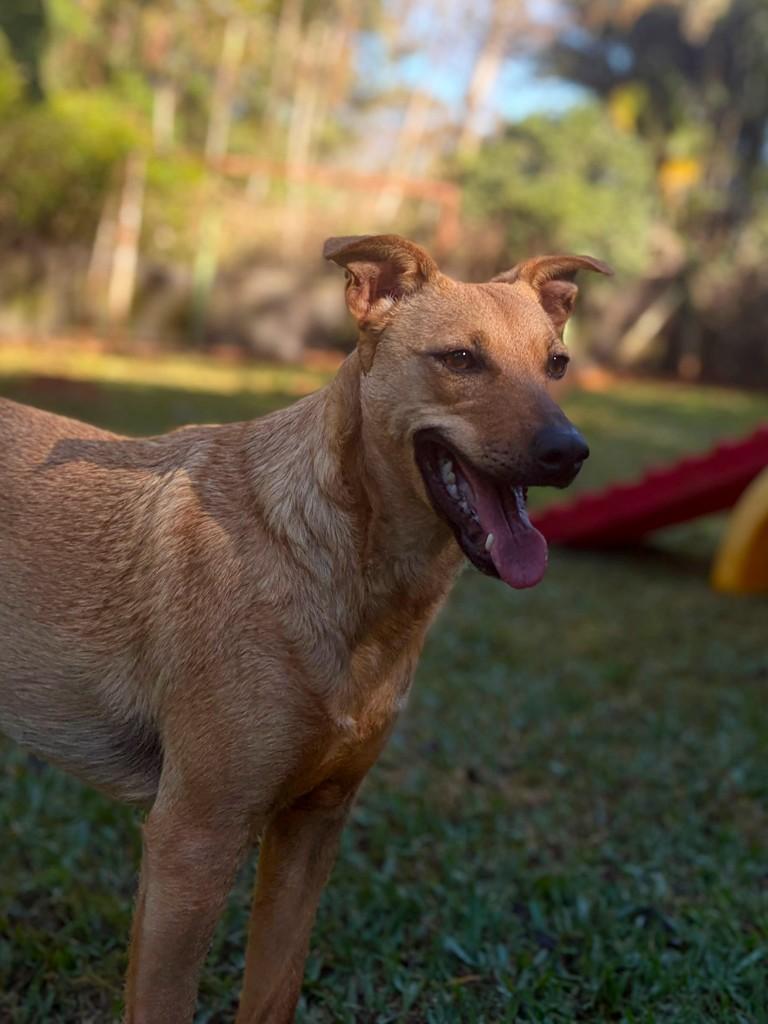 Emily, cadela de porte médio para adoção em Campinas - SP — foto 2 de 15