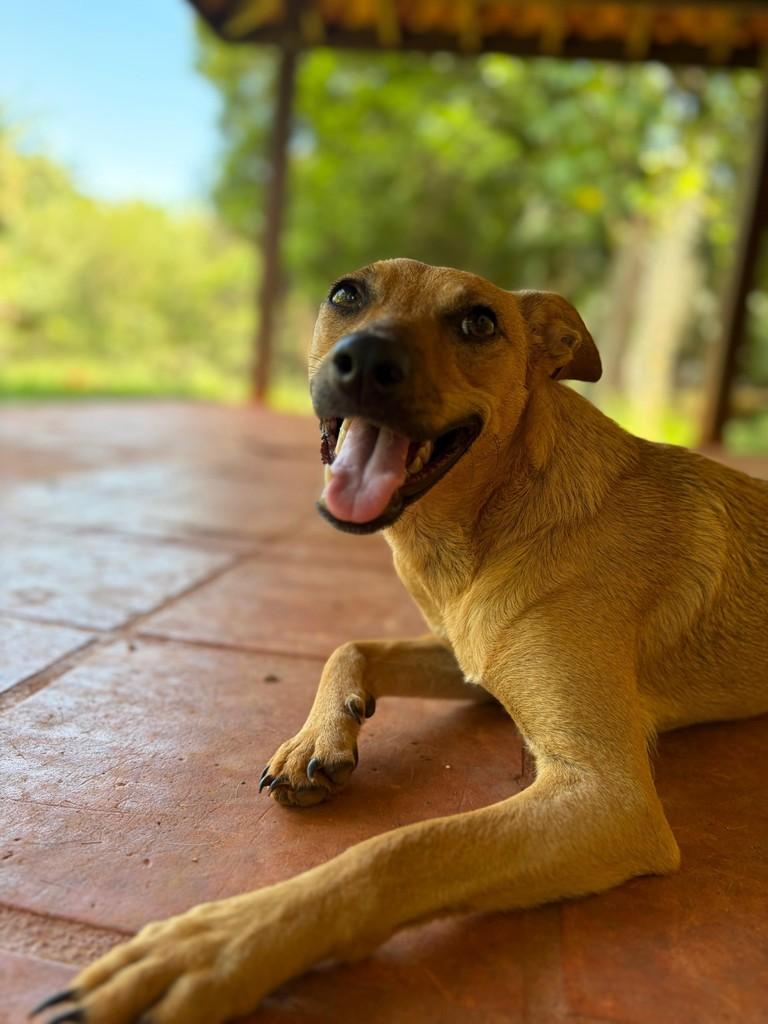 Emily, cadela de porte médio para adoção em Campinas - SP — foto 3 de 15