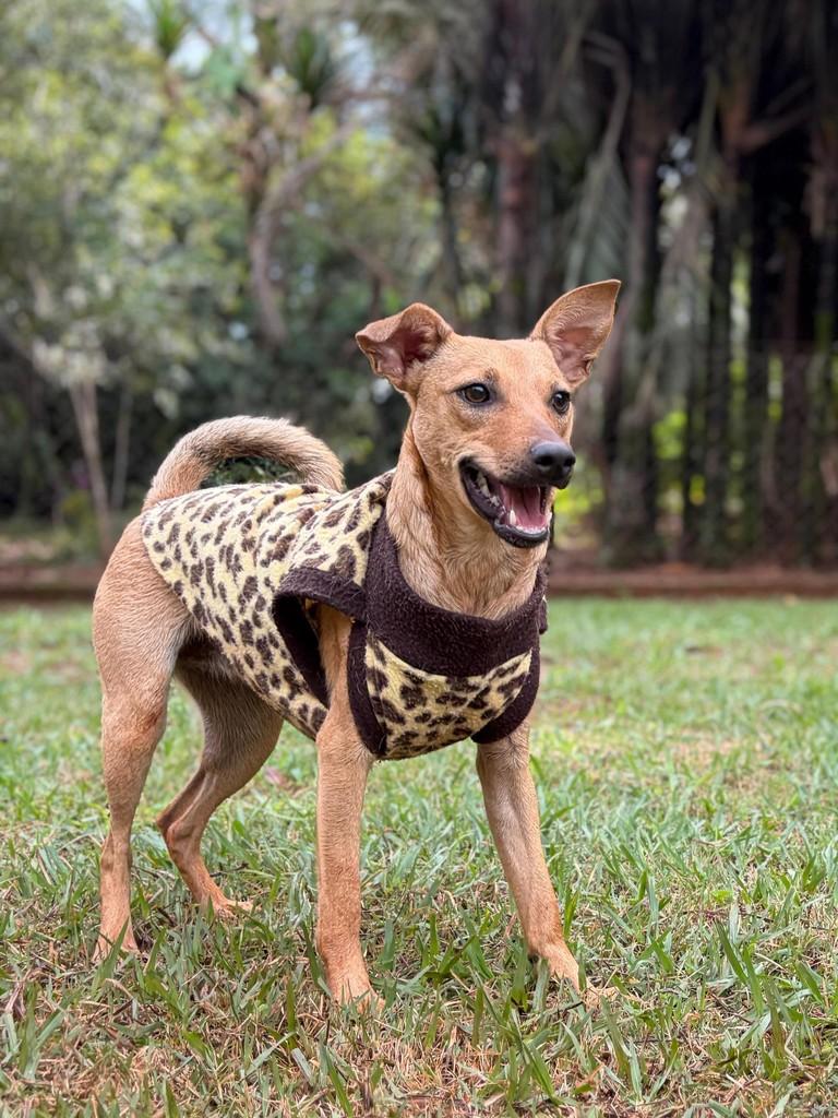 Emily, cadela de porte médio para adoção em Campinas - SP — foto 4 de 15