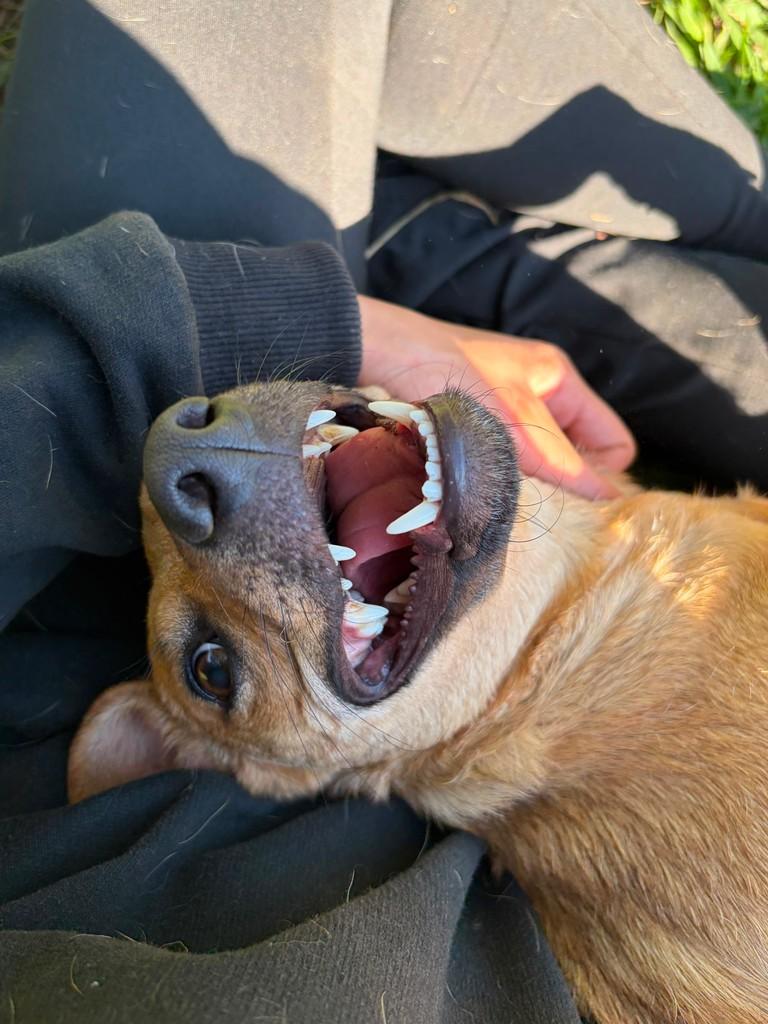 Emily, cadela de porte médio para adoção em Campinas - SP — foto 5 de 15