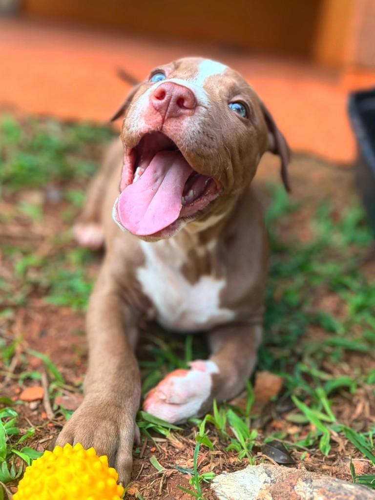 Boston, cachorro de porte médio para adoção em Campinas - SP