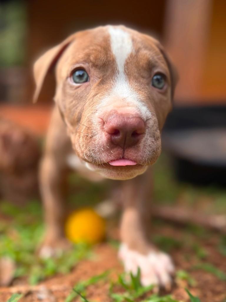 Boston, cachorro de porte médio para adoção em Campinas - SP — foto 2 de 8