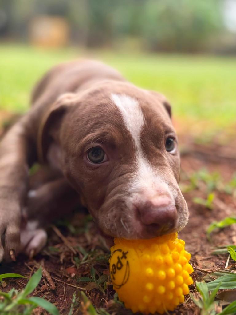 Boston, cachorro de porte médio para adoção em Campinas - SP — foto 3 de 8