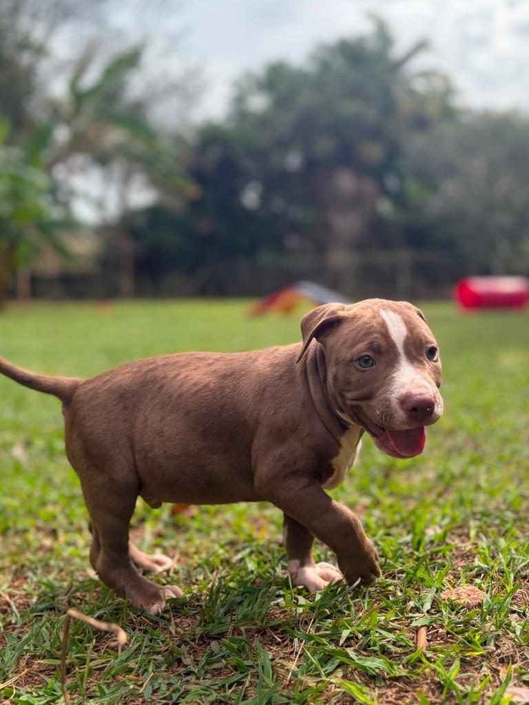 Boston, cachorro de porte médio para adoção em Campinas - SP — foto 4 de 8