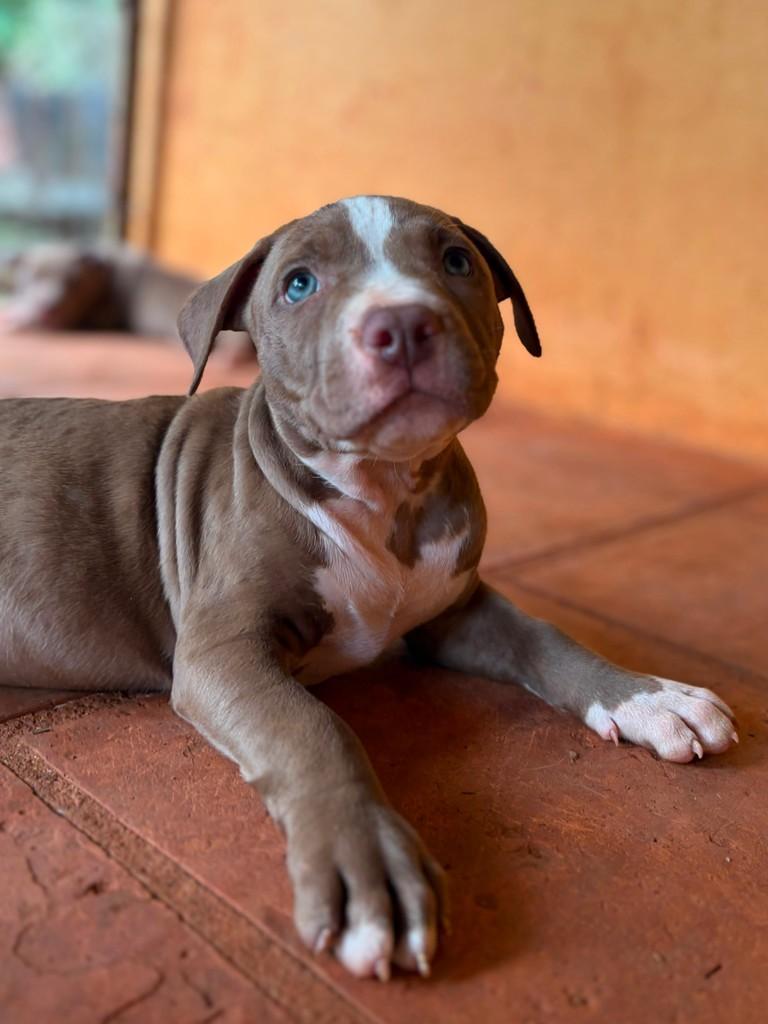 Boston, cachorro de porte médio para adoção em Campinas - SP — foto 5 de 8