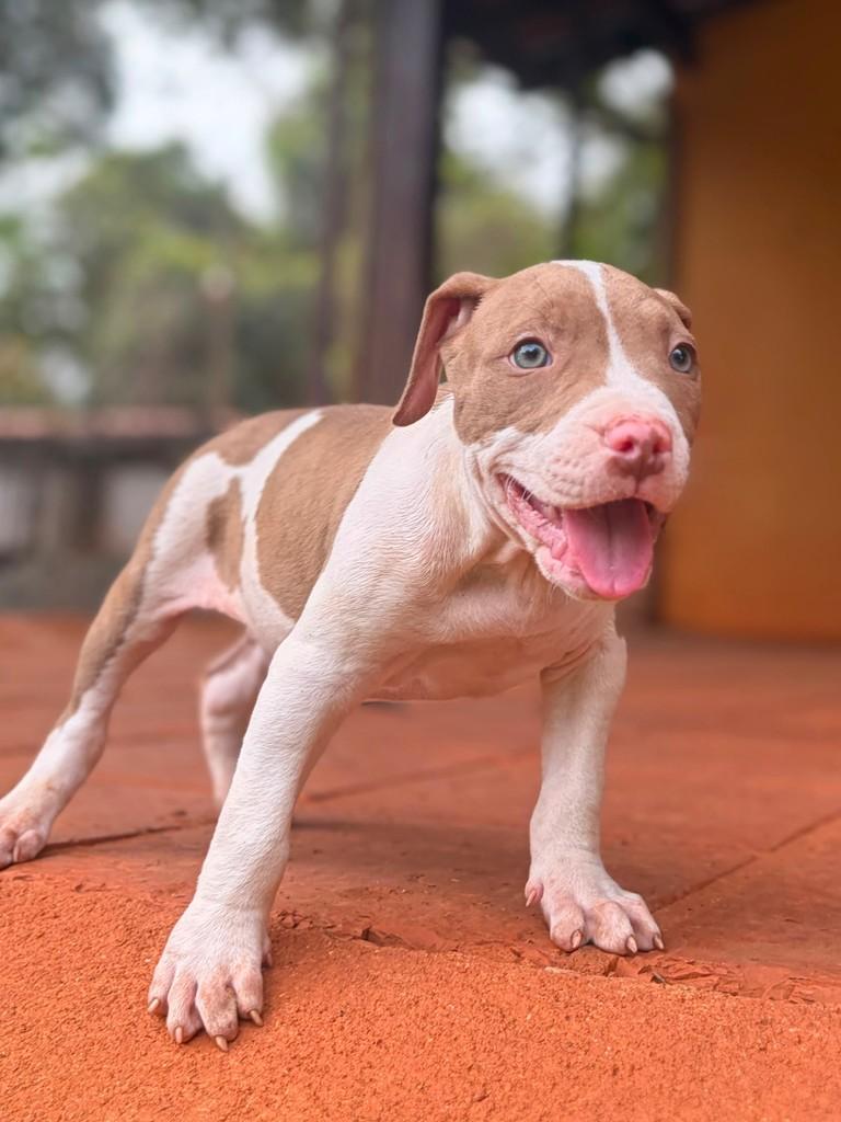 San Diego, cachorro de porte grande para adoção em Campinas - SP