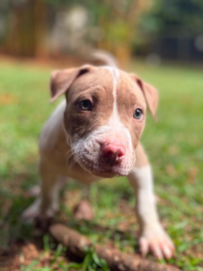 San Diego, cachorro de porte grande para adoção em Campinas - SP — foto 2 de 10