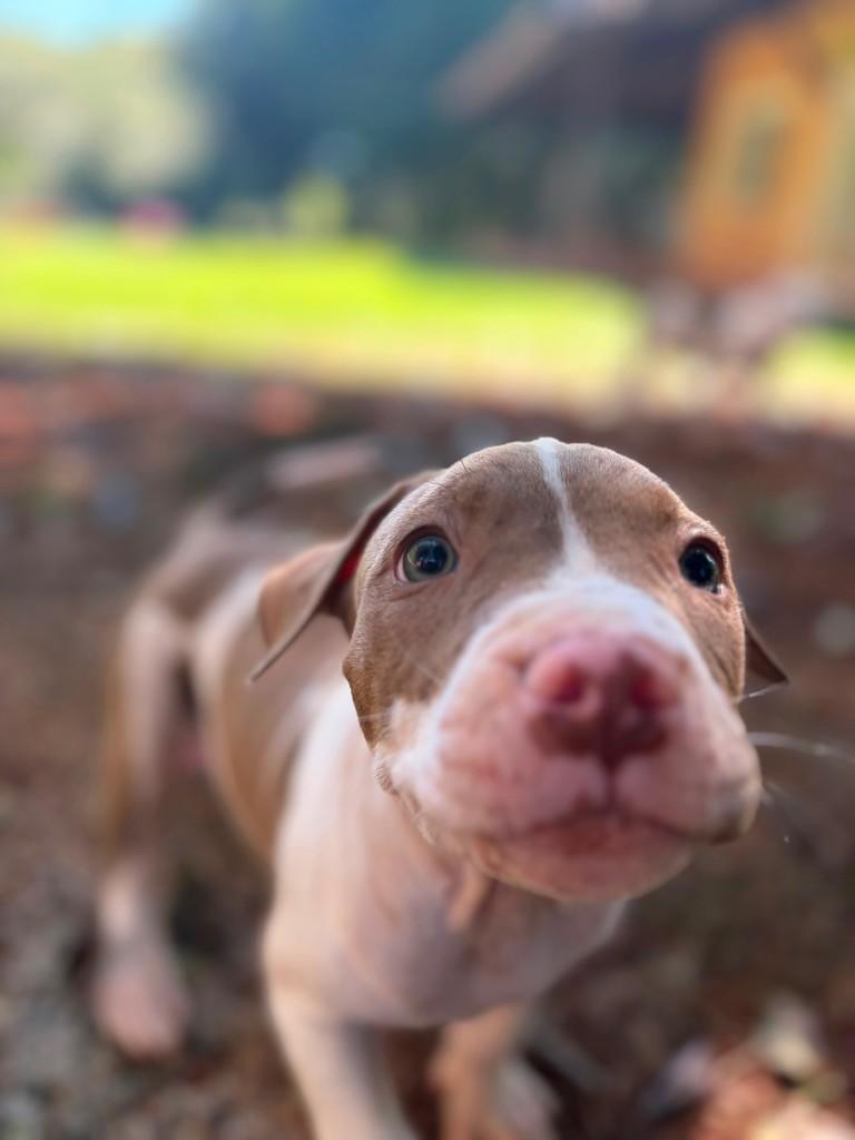 San Diego, cachorro de porte grande para adoção em Campinas - SP — foto 3 de 10