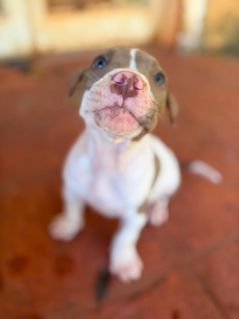 San Diego, cachorro de porte grande para adoção em Campinas - SP — foto 4 de 10