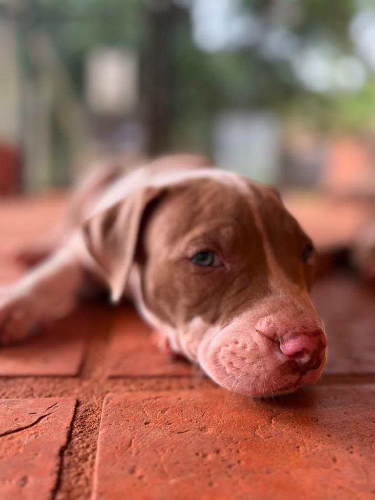 San Diego, cachorro de porte grande para adoção em Campinas - SP — foto 5 de 10