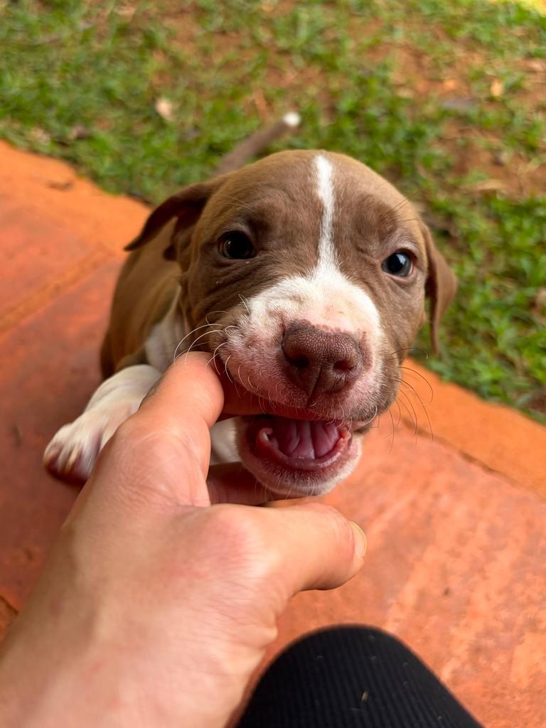 Denver, cachorro de porte médio para adoção em Campinas - SP