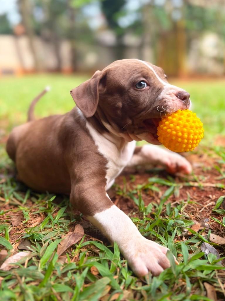 Denver, cachorro de porte médio para adoção em Campinas - SP — foto 2 de 6