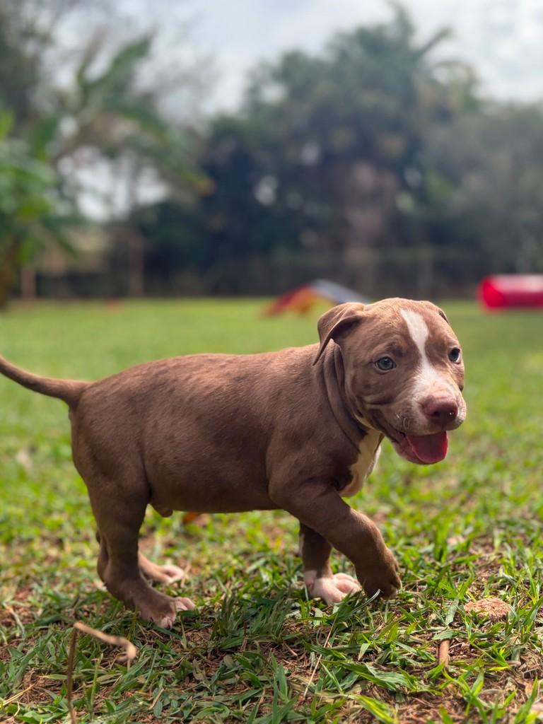 Denver, cachorro de porte médio para adoção em Campinas - SP — foto 3 de 6