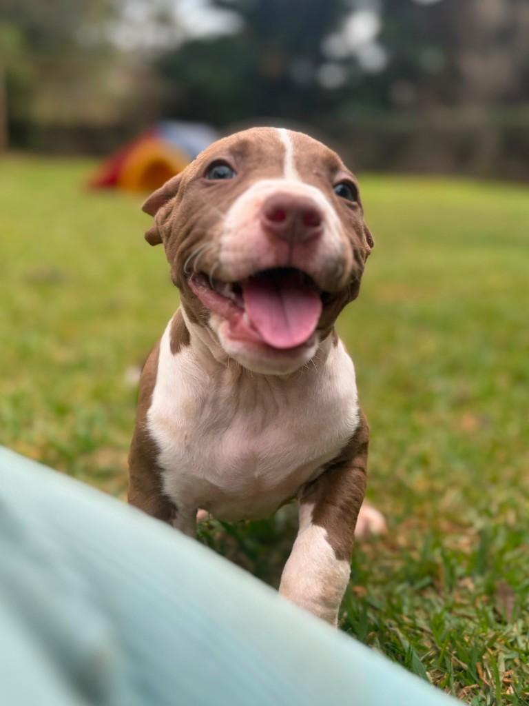 Denver, cachorro de porte médio para adoção em Campinas - SP — foto 4 de 6